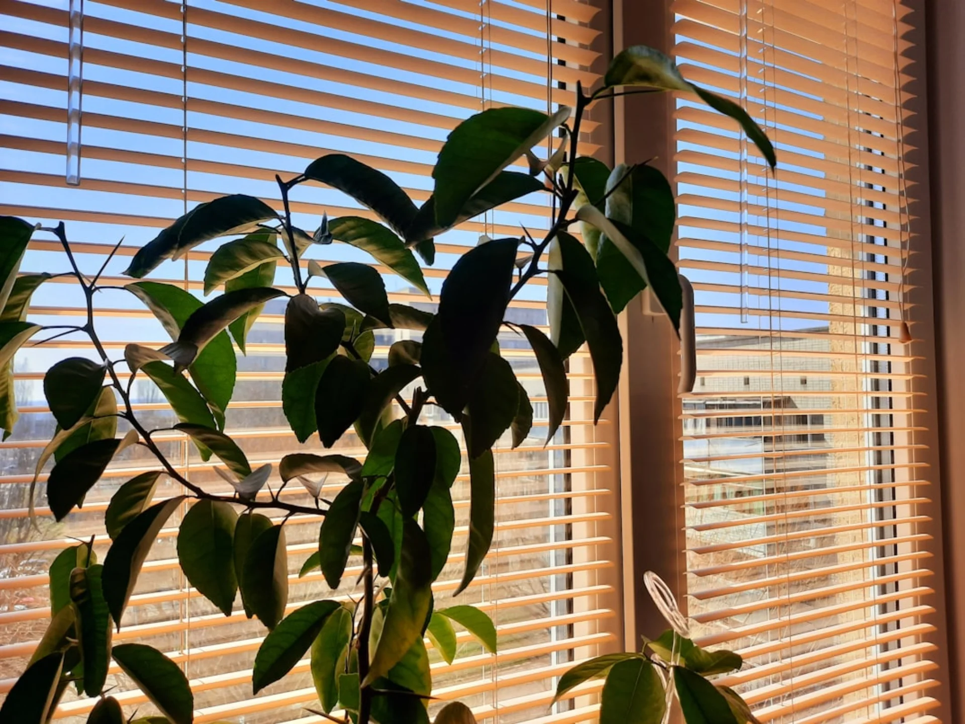 Made-to-measure curtains being fitted